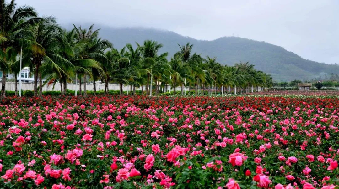 微信圖片_20190508110222 微信圖片_20190508110222