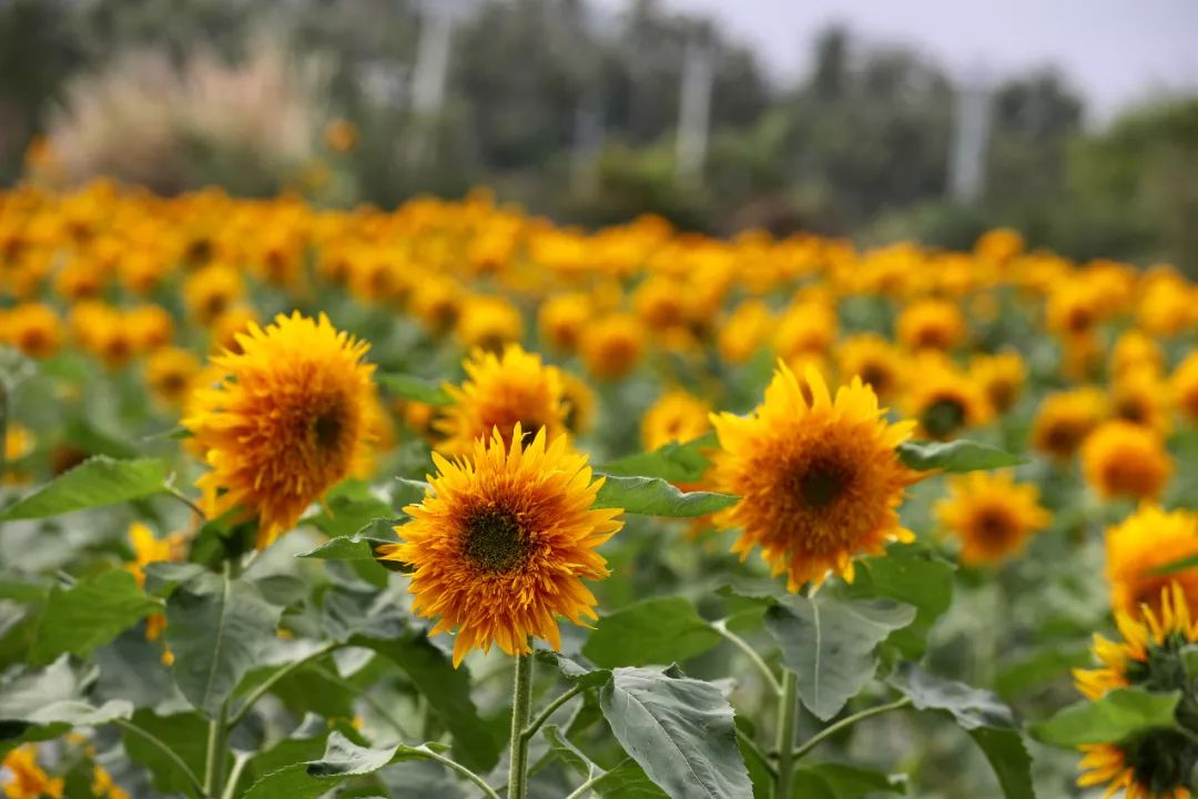 微信圖片_20190508110237 微信圖片_20190508110237