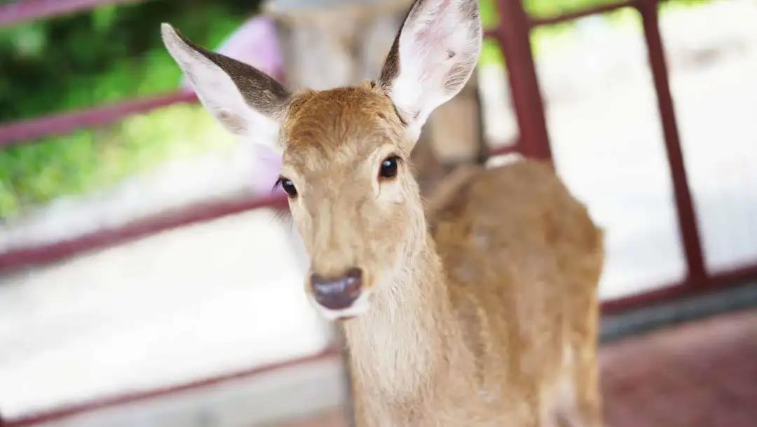 微信圖片_20200315115107 微信圖片_20200315115107