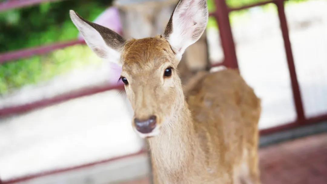 微信圖片_20200315115049 微信圖片_20200315115049