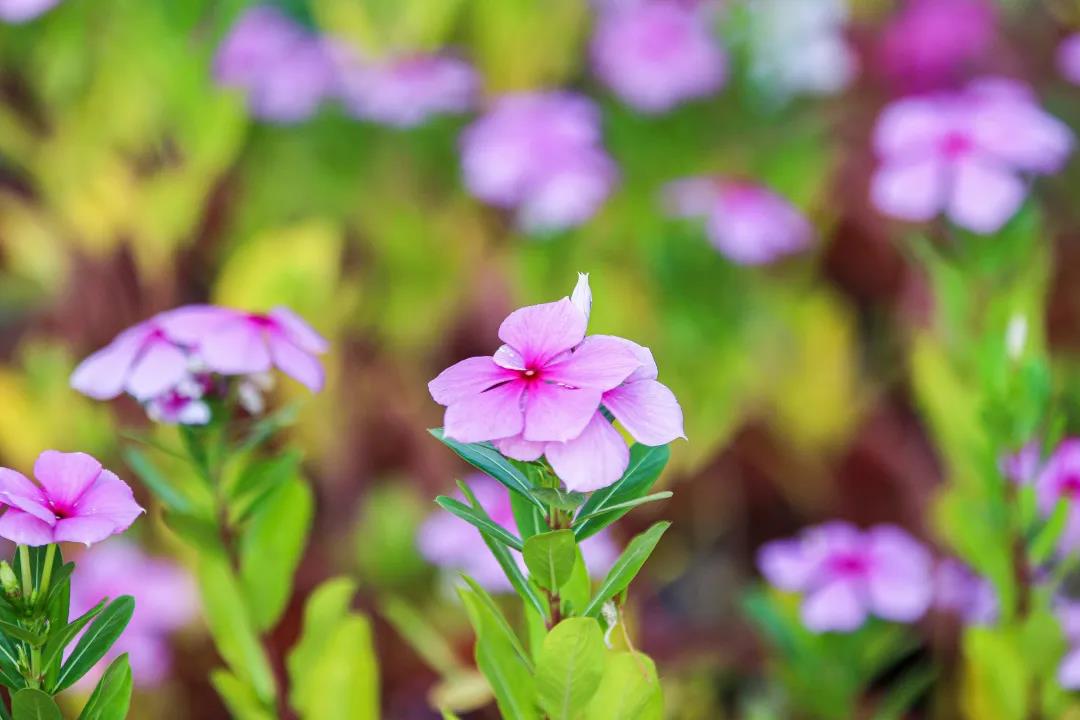 微信圖片_20200326094212 微信圖片_20200326094212