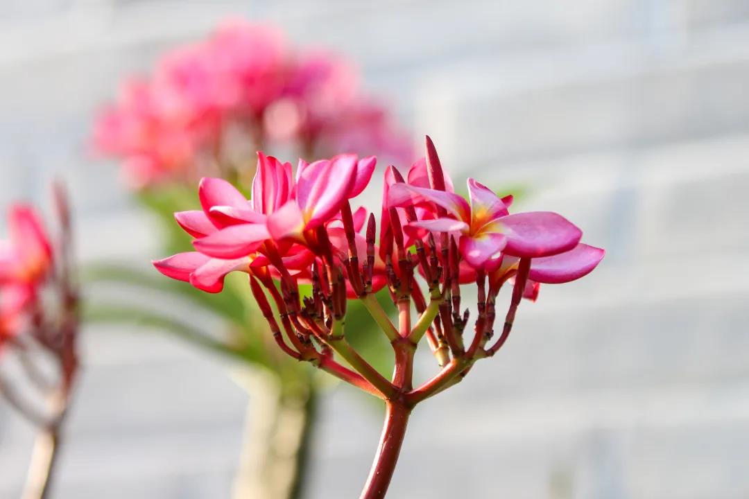 微信圖片_20200326094150 微信圖片_20200326094150