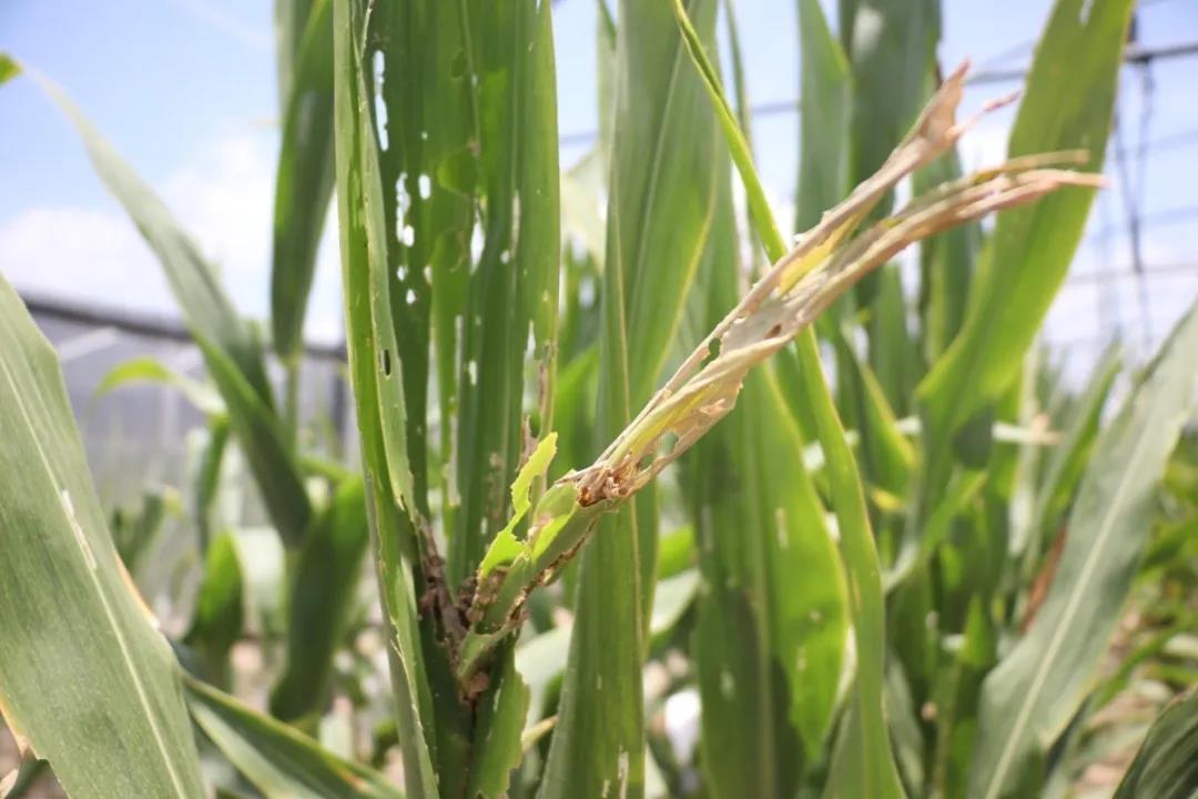 微信圖片_20200506144710 微信圖片_20200506144710