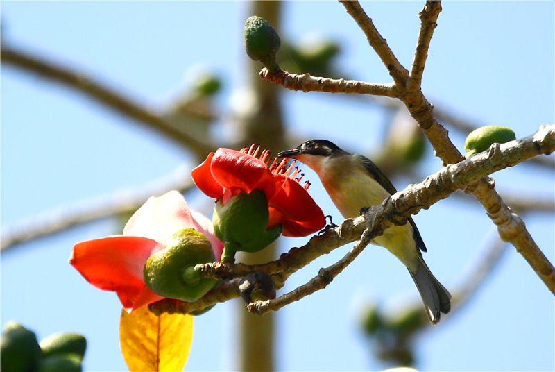 2月19日,一只小鳥三亞南山文化旅游區內的盛開的木棉花上享受“花蜜大餐” 2月19日,一只小鳥三亞南山文化旅游區內的盛開的木棉花上享受“花蜜大餐”