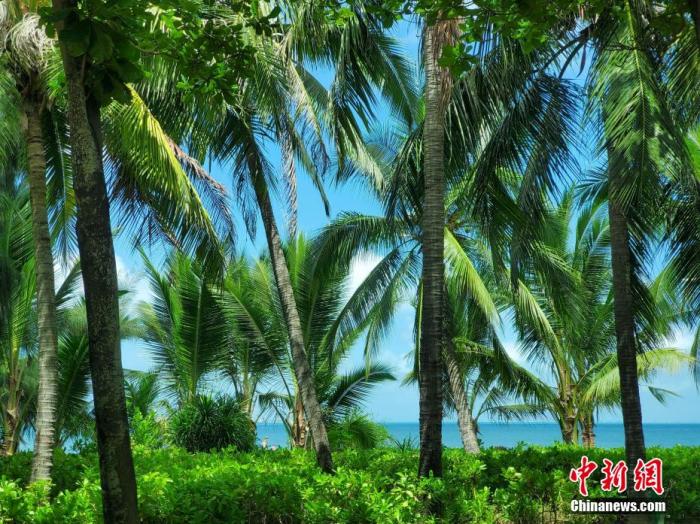 資料圖：天涯區三亞灣一帶風光旖旎。 王曉斌 攝